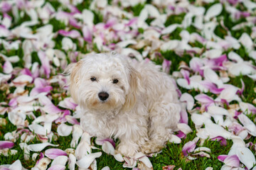 Small cute puppy of maltese dog sitting in the grass with blooming magnolia tree. White fluffy fur.