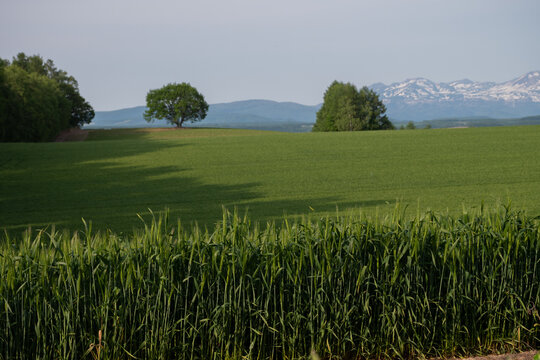 初夏の緑の麦畑と残雪の山並み　美瑛町

