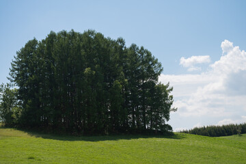 新緑のカラマツ林と青空　美瑛町
