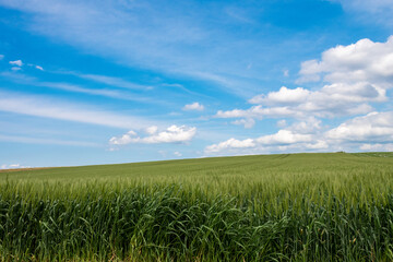 緑のムギ畑と青空
