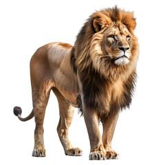 Obraz premium A majestic lion standing with a calm demeanor, mane detailed, on a transparent background.
