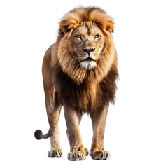 Obraz premium A majestic lion standing with a calm demeanor, mane detailed, on a transparent background.