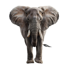 A majestic elephant with large ears and a raised trunk, symbolizing strength and wisdom, on a transparent background.