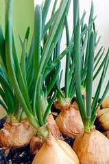 green onions growing on the windowsill. Vertical photography.