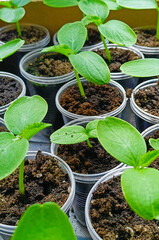seedlings of cucumbers in disposable pots with soil before planting in the garden. Vertical photography.