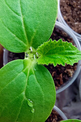 Young cucumber sprout. Close-up, selective focus.
