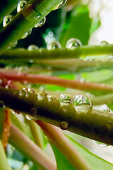 Close-up of green leaves of a plant with water drops. Vertical photography.