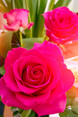 Pink roses flowers close-up background. Beautiful floral natural background.