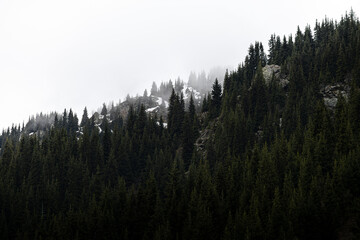 misty pine forest in the mountains in winter, Almaty, Kazakhstan, Alatau Mountains