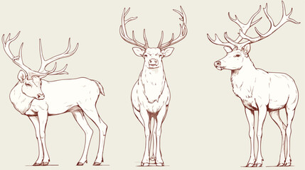 Fototapeta na wymiar Elegant drawing of standing male deer reindeer hart