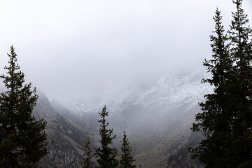 misty pine forest in the mountains in winter, Almaty, Kazakhstan, Alatau Mountains