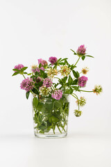 Red clover on white background in close up. Red clover is a clowering plant used in traditional medicine.