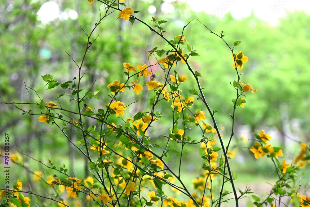 Sticker japanese kerria ( kerria japonica ) flowers. rosaceae deciduous shrub. yellow flowers bloom from apr