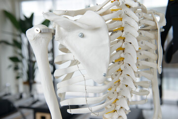 人体骨格模型、整形外科、接骨院、整骨院、整体、イメージ