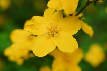 Japanese kerria ( Kerria japonica ) flowers. Rosaceae deciduous shrub. Yellow flowers bloom from April to May.