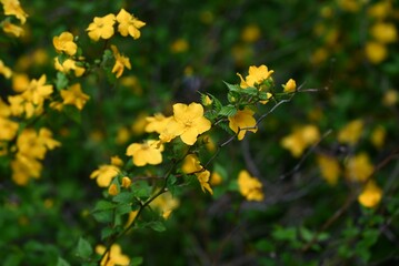 Japanese kerria ( Kerria japonica ) flowers. Rosaceae deciduous shrub. Yellow flowers bloom from April to May.