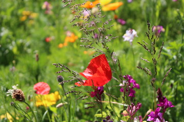 colourful wildflowers in meadow on a summers day