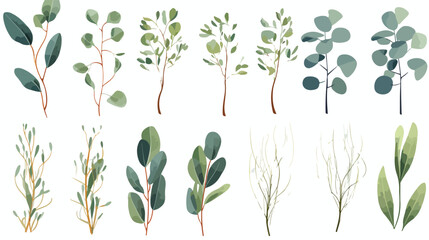 Eucalyptus gunnii branches realistic vector illustr - obrazy, fototapety, plakaty