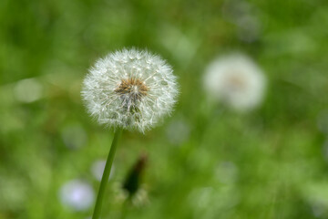 Fototapeta premium タンポポの種