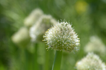 ネギ坊主　ネギの花