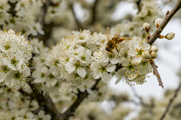 Bees and insects collect nectar from a fruit tree in spring
