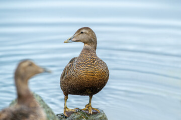Eider goose (Somateria mollissima) is found along the northern coasts of Europe, Eastern Siberia and North America. This species breeds in the Arctic regions. Male individual.
