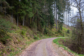 road in the woods