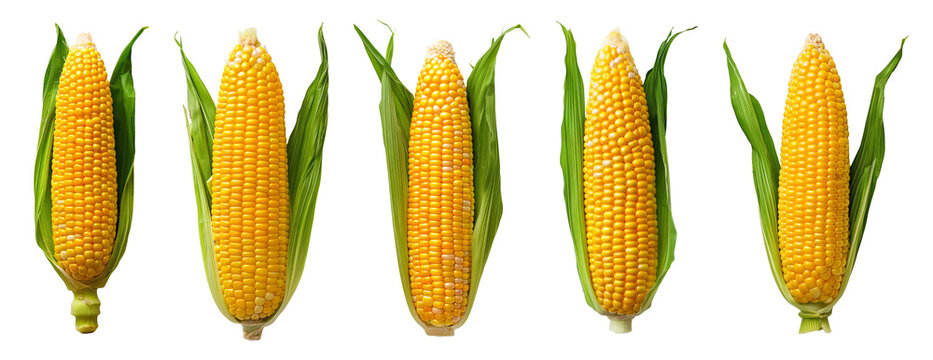 set of corn on a transparent background