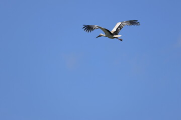 Male Oriental Stork flying in search of presents for his wife