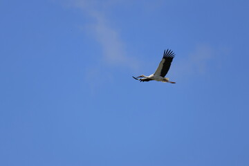 Male Oriental Stork flying in search of presents for his wife