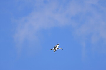Male Oriental Stork flying in search of presents for his wife