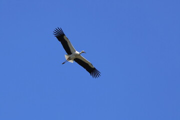 Male Oriental Stork flying in search of presents for his wife