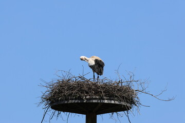 Female Oriental Stork waiting her husband carrying nest materials 