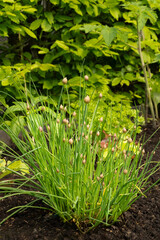 Chives in dark soil of a vegetable garden on a sunny spring day