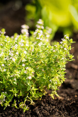 Low angle - Thyme in dark soil in vegetable garden on a sunny spring day