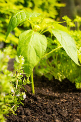 Low angle - close up Pepper plan in dark soil in vegetable garden on a sunny spring day surrouned by other plants