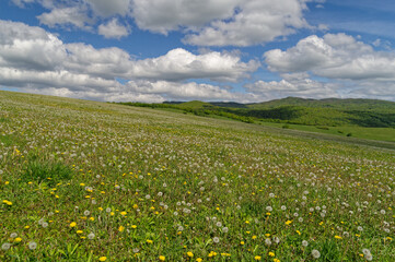 Fototapeta premium Polish Landscapes in Spring. Green and fresh grass.