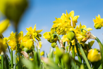 Yellow Narcissus or Daffodil flowers on blue sky background. Close-up, low angle view. Spring...