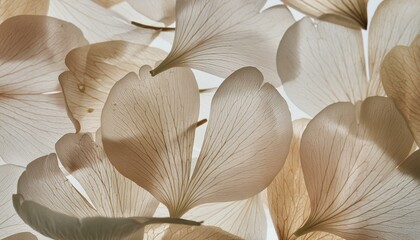 Nature abstract of flower petals, beige transparent leaves with natural texture as natural background or wallpaper. Macro texture, neutral color aesthetic photo with veins of leaf, botanical design