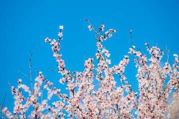 In spring, against a blue sky. A view of the city park in full bloom