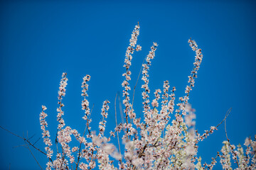 In spring, against a blue sky. A view of the city park in full bloom