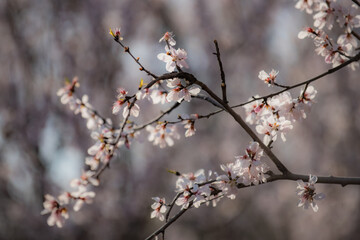 In spring, against a blue sky. A view of the city park in full bloom