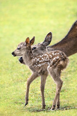A Fallow Deer Doe With It's Fawn (Dama Dama)