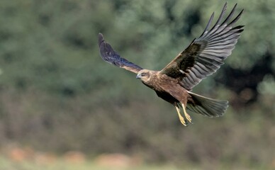 Obraz premium Marsh Harrier (Circus aeroginosus), Crete