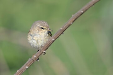 Eastern Bonelli's Warbler (Phylloscopus orientalis), Greece