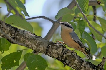 Eurasian Nuthatch (Sitta europaea), Greece
