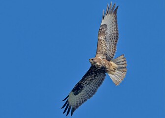 A Common Buzzard - Buteo buteo on Crete, Greece 