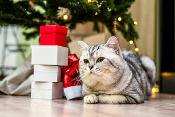 Purring cat eagerly awaiting presents: cozy Christmas in a homey atmosphere.