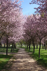 Obraz premium primavera