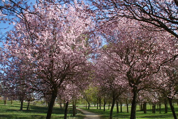 primavera
